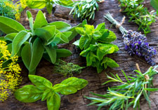 small grade herbs, herb plants, fresh herbs