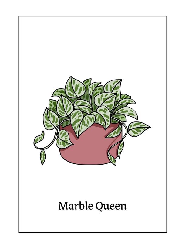 Botanical Print Marble Queen A4  