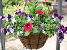 hanging baskets, vege baskets, flower baskets, bowls of colour