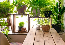 House Plants, indoor plants, houseplants