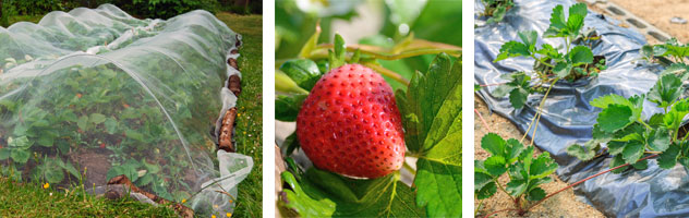 Gardening, Guide, Strawberries
