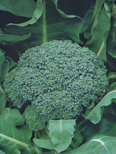 Mr Fothergills Broccoli Marathon