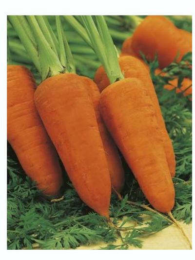 Mr Fothergills Carrot Chantenay Red