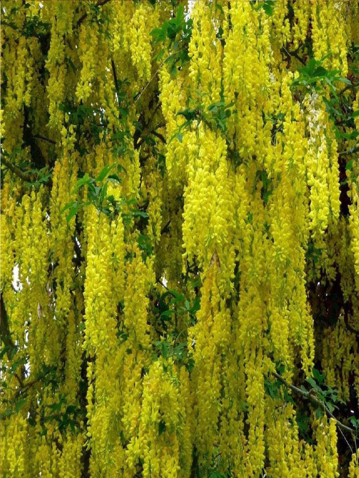 Deciduous Tree - Laburnum vossii tree