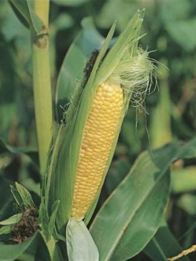 Mr Fothergills Sweet Corn Extra Early Sweet F1