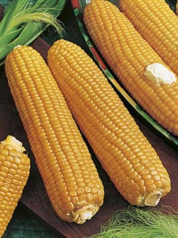 Mr Fothergills Sweet Corn Kelvedon Glory F1