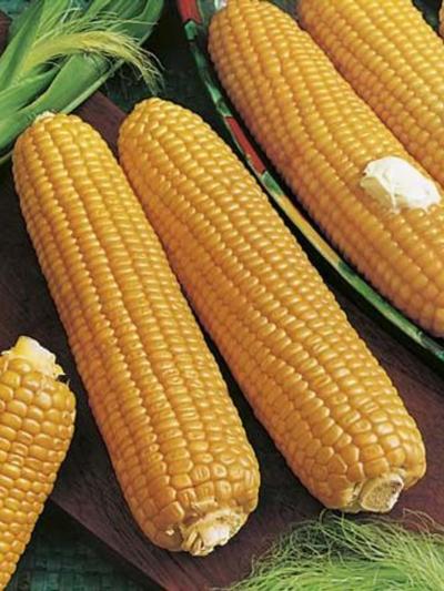 Mr Fothergills Sweet Corn Kelvedon Glory F1