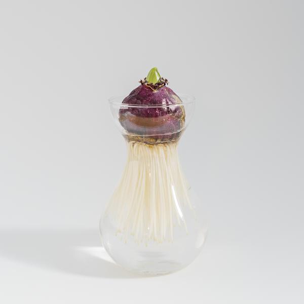 Growing hyacinth bulb in a jar