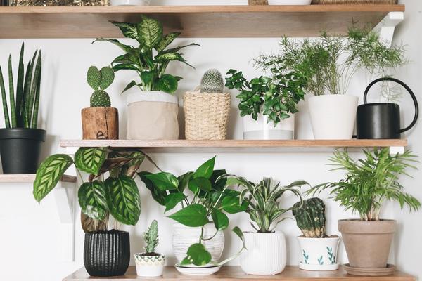 House plant care winter