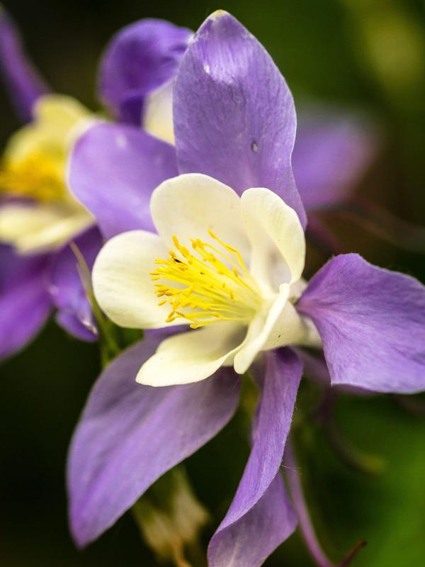 Aquilegia Purple and Yellow
