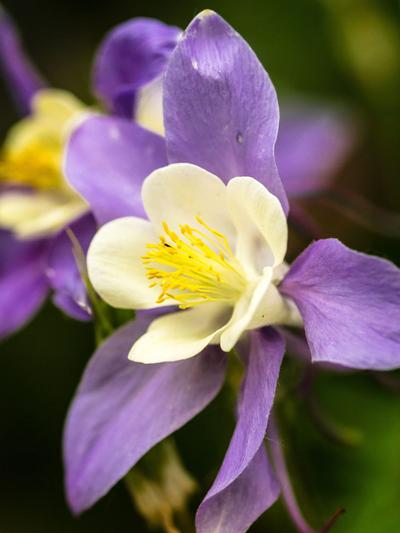 Aquilegia Purple and Yellow