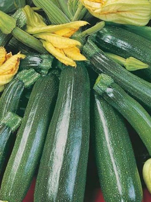 Mr Fothergills Zucchini Greenskin