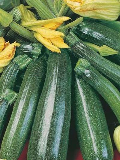 Mr Fothergills Zucchini Greenskin