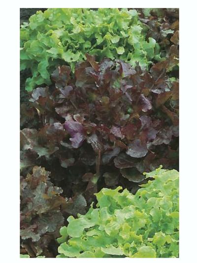 Mr Fothergills Lettuce Red & Green Salad Bowl Mixed