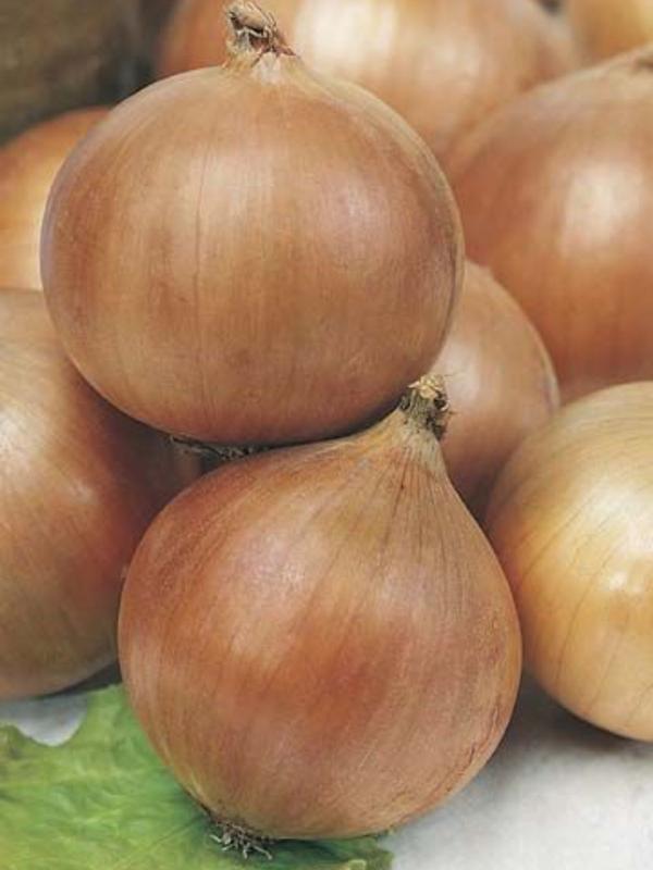 Mr Fothergills Onion Hunter River Brown