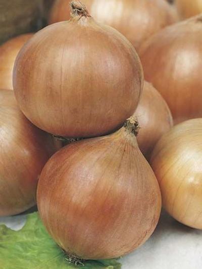 Mr Fothergills Onion Hunter River Brown