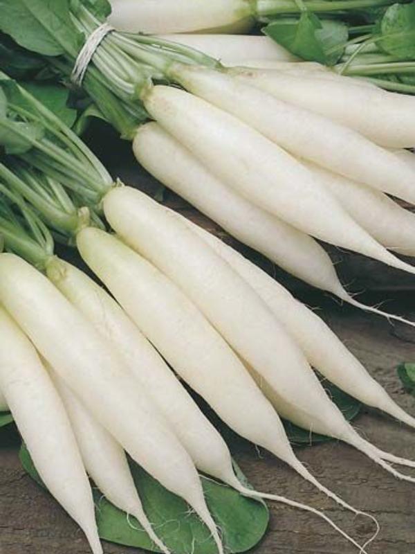 Mr Fothergills Radish Long White Icicle