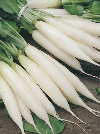 Mr Fothergills Radish Long White Icicle