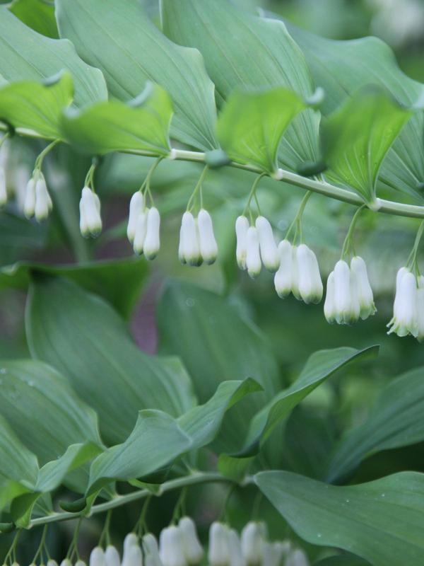 Polygonatum Multiflorum (Solomon´s Seal) 1.3L