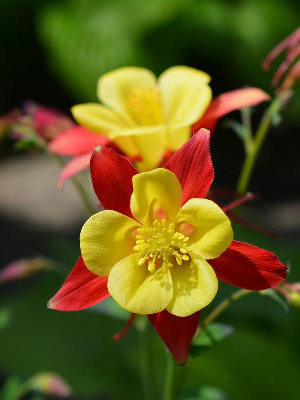 Aquilegia Red and Yellow