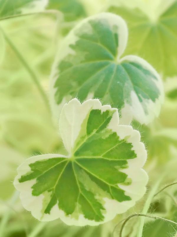 Single Geranium Madame Salleroi