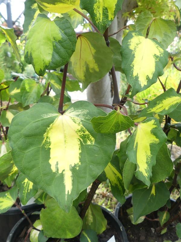 Macropiper Golden Heart 2.5L (Kawakawa)