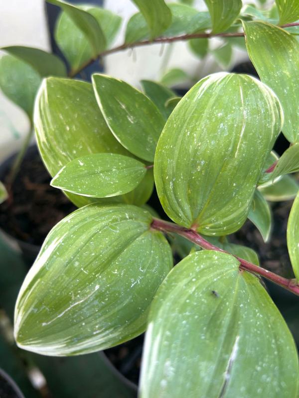 Polygonatum Variegatum (Solomon´s Seal) 1.3L 