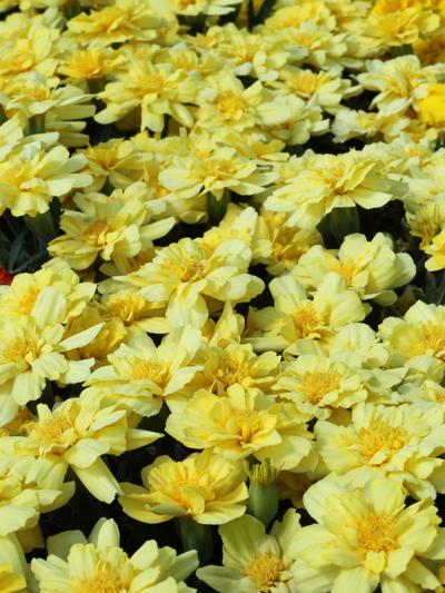 Marigold Vanilla Cream