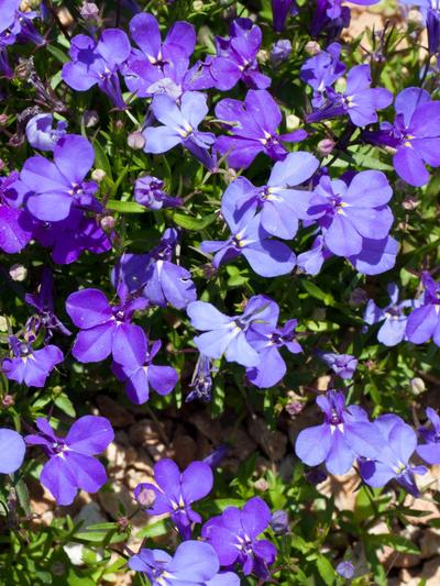 Lobelia Crystal Palace