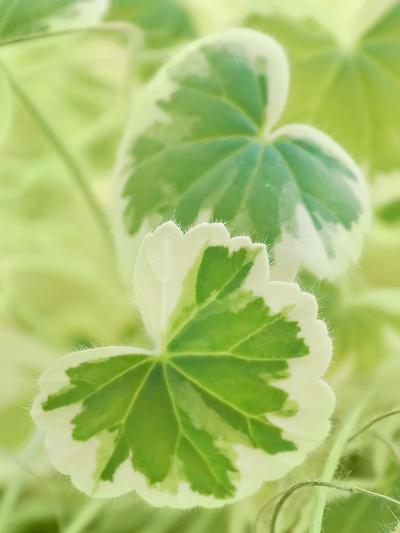 Single Geranium Madame Salleroi