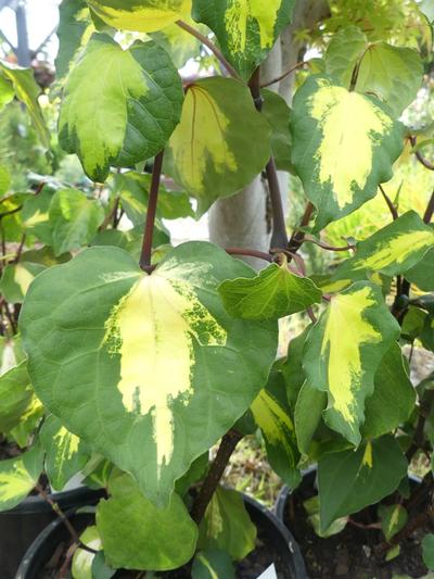 Macropiper Golden Heart 2.5L (Kawakawa)