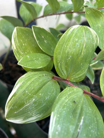 Polygonatum Variegatum (Solomon´s Seal) 1.3L 