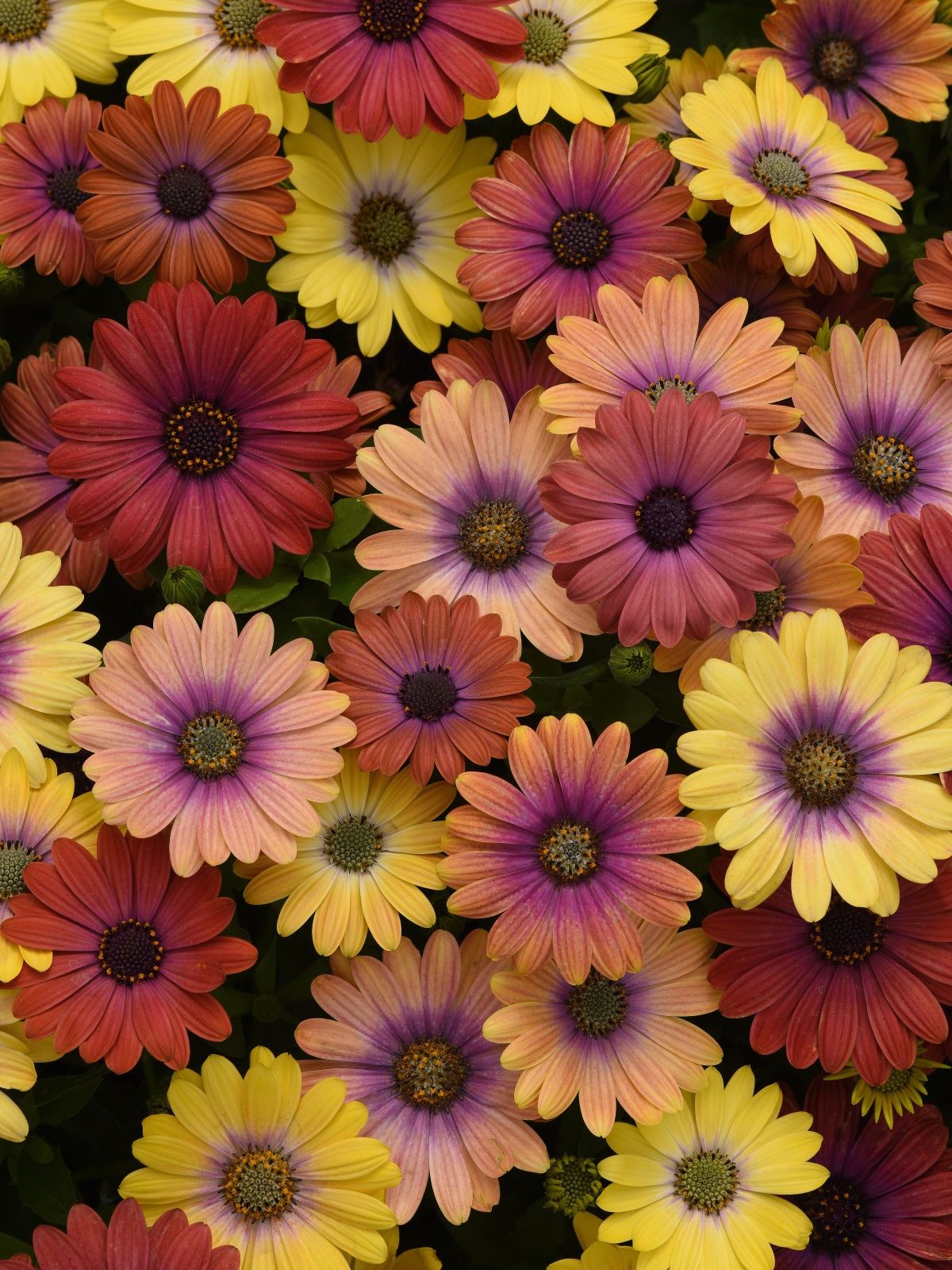 Growing Osteospermum