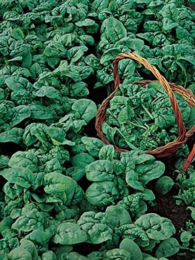 Mr Fothergills Spinach Viking