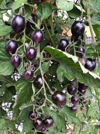 Tomato Midnight (heirloom) single 1.3L