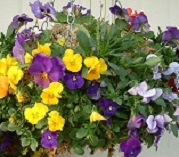 Hanging, baskets