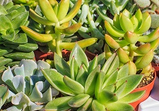 Succulents, outdoor, houseplants, cacti
