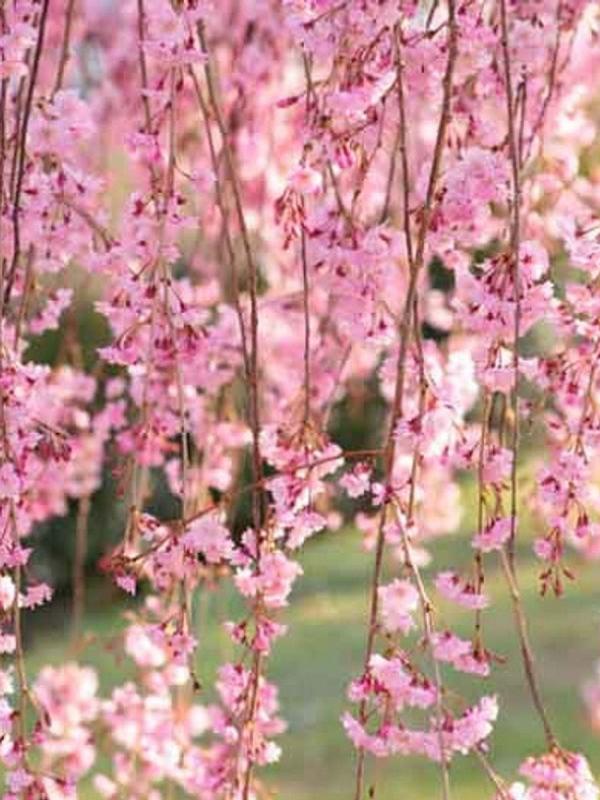 Deciduous Tree - Prunus subhirtella Pendula Rosea, Flowering Cherry