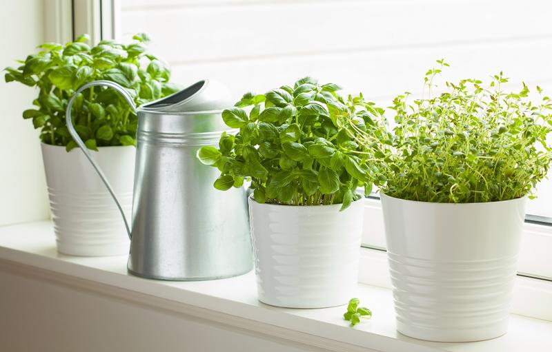 Herb Drying