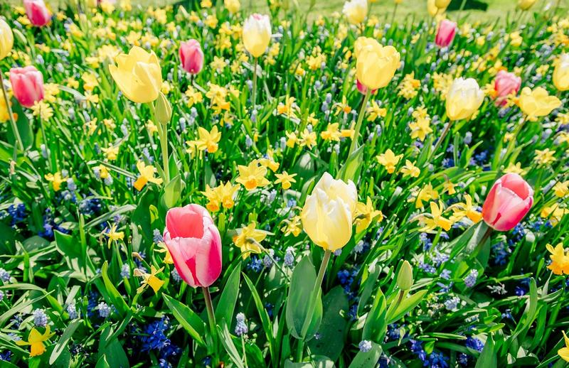 Picking Bulbs