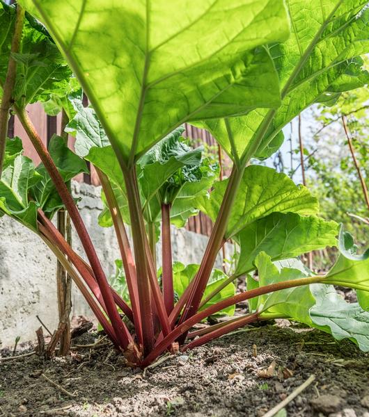 Gardening Guide, Rhubarb growing tips, how to grow rhubarb