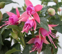 Fuchsias, shrub