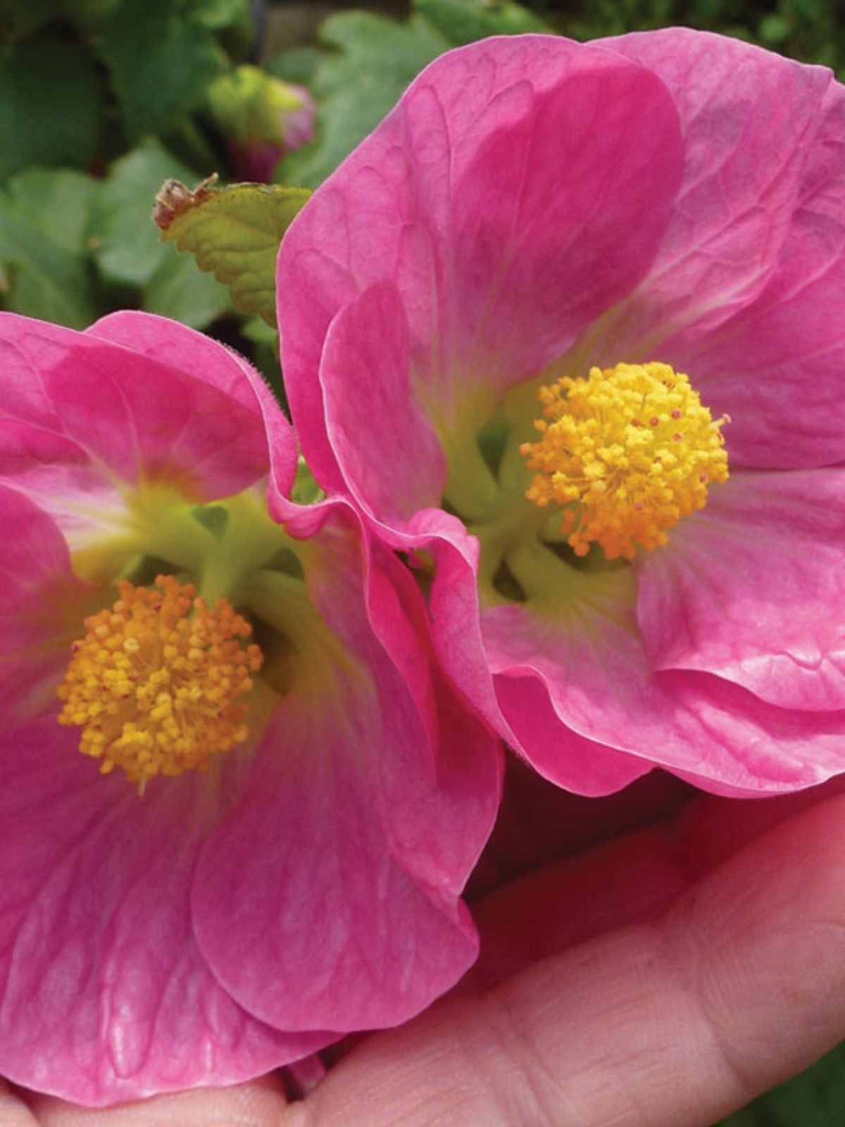 Growing Abutilons
