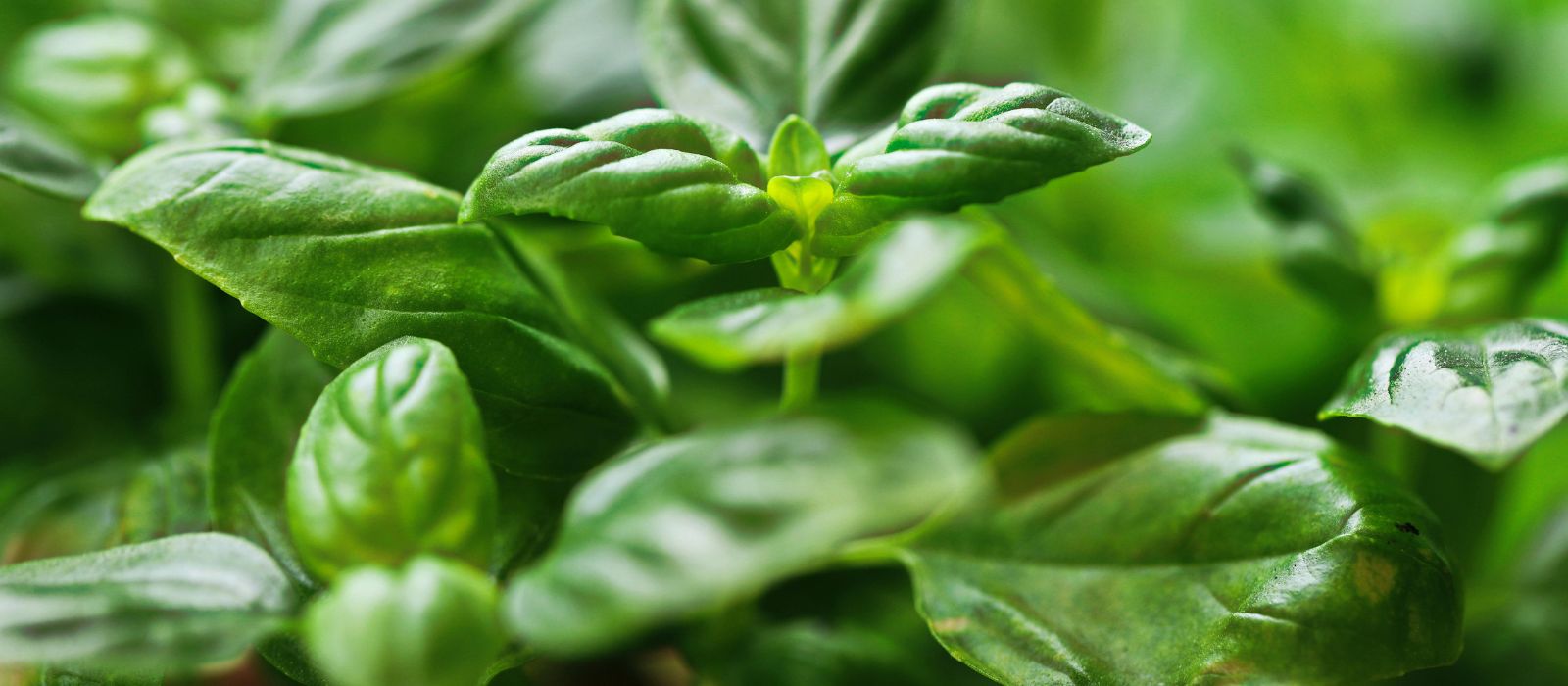 Basil Emerald Towers