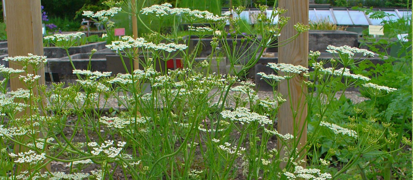 caraway