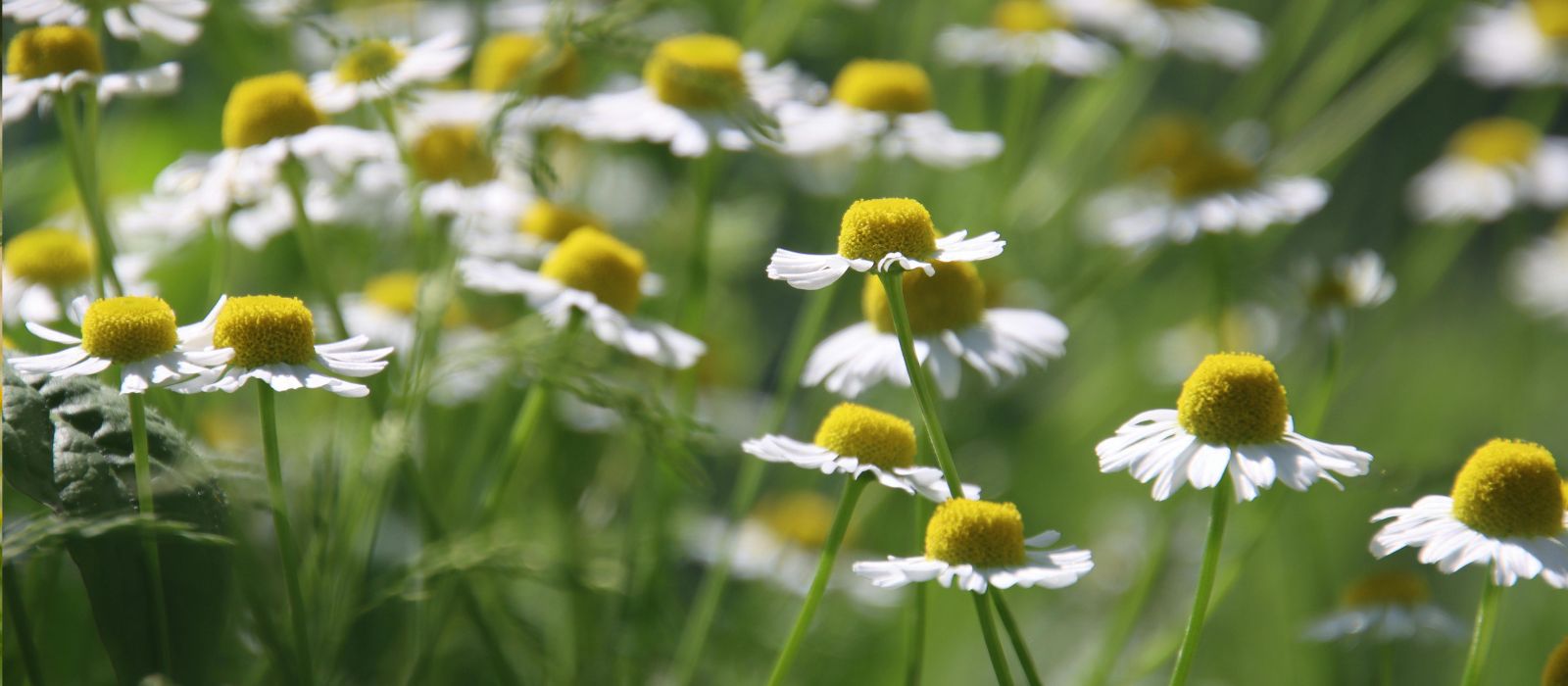 Chamomile Chamomile