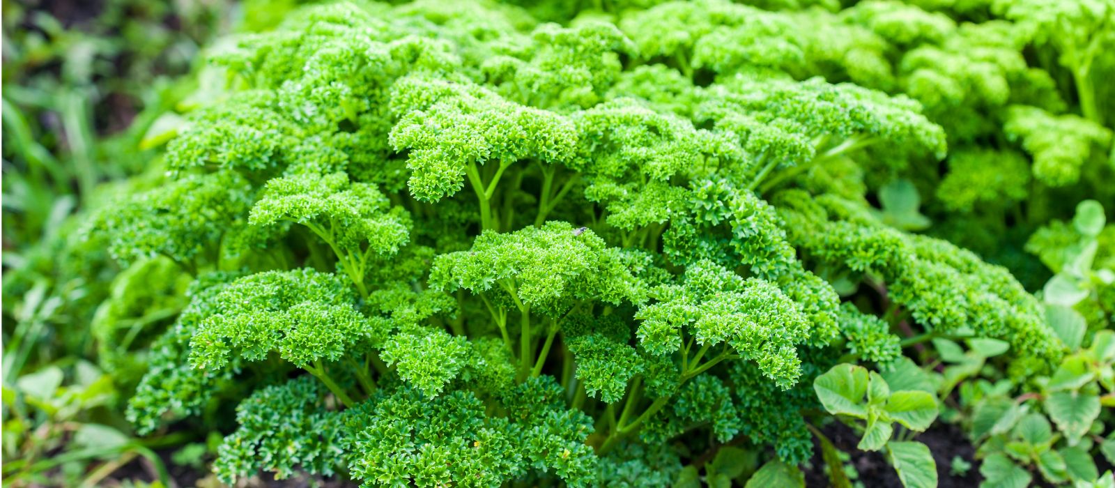Parsley curled Parsley curled