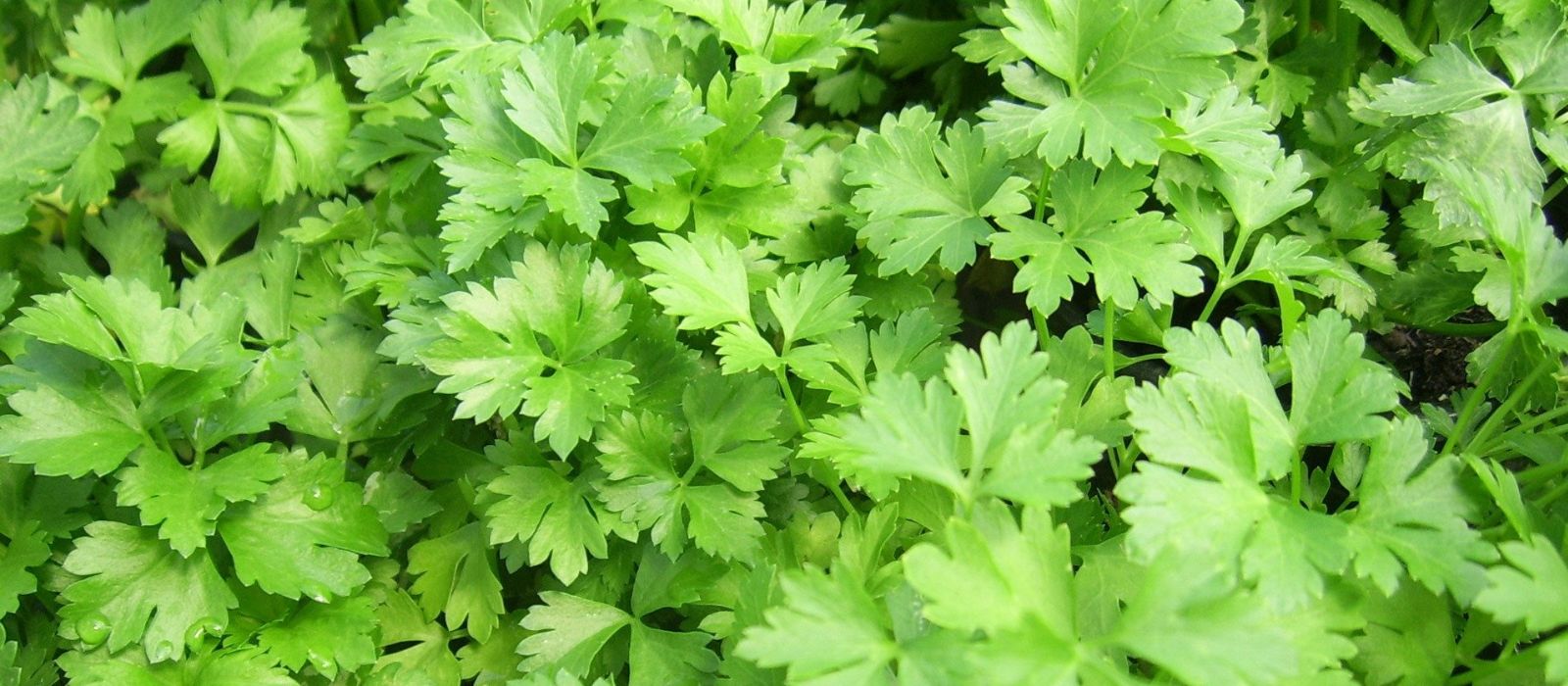 Parsley Italian Parsley Italian