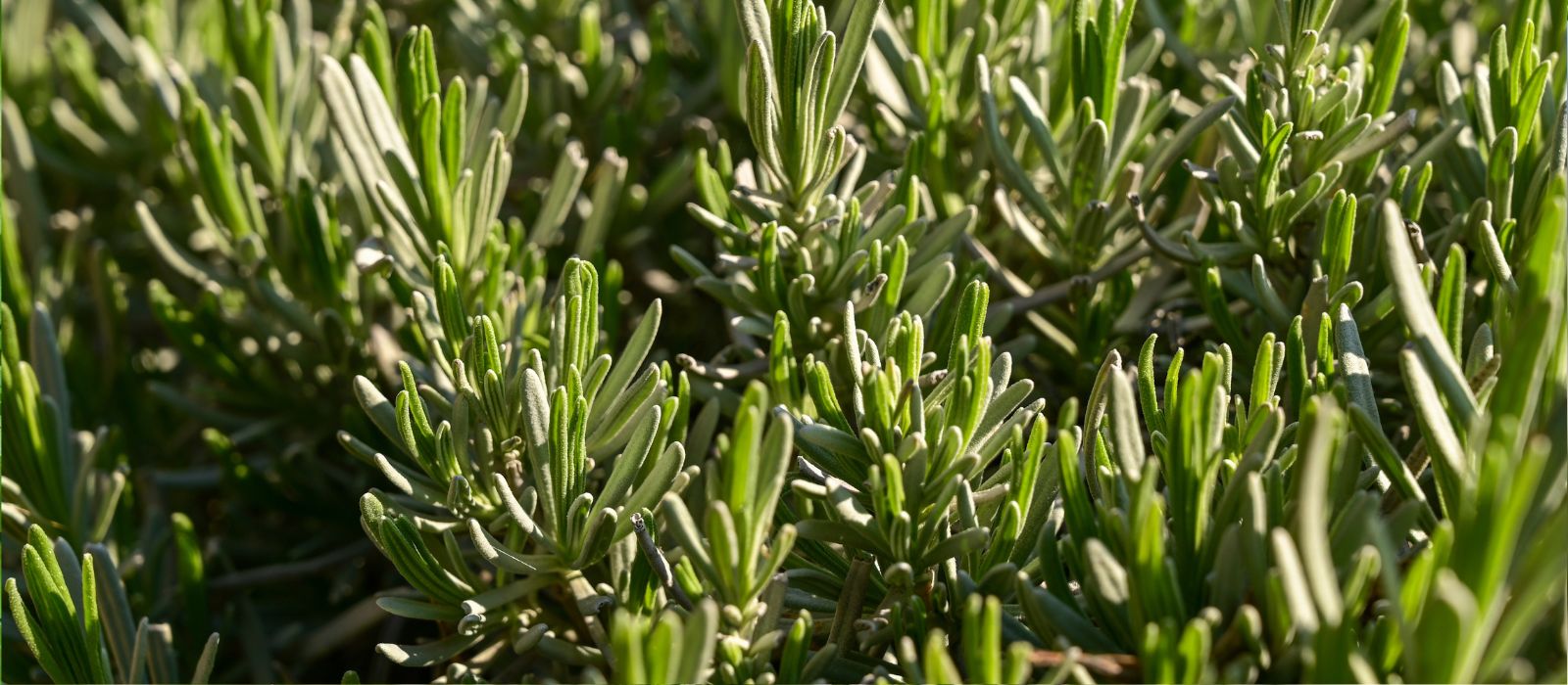 Rosemary Rosemary