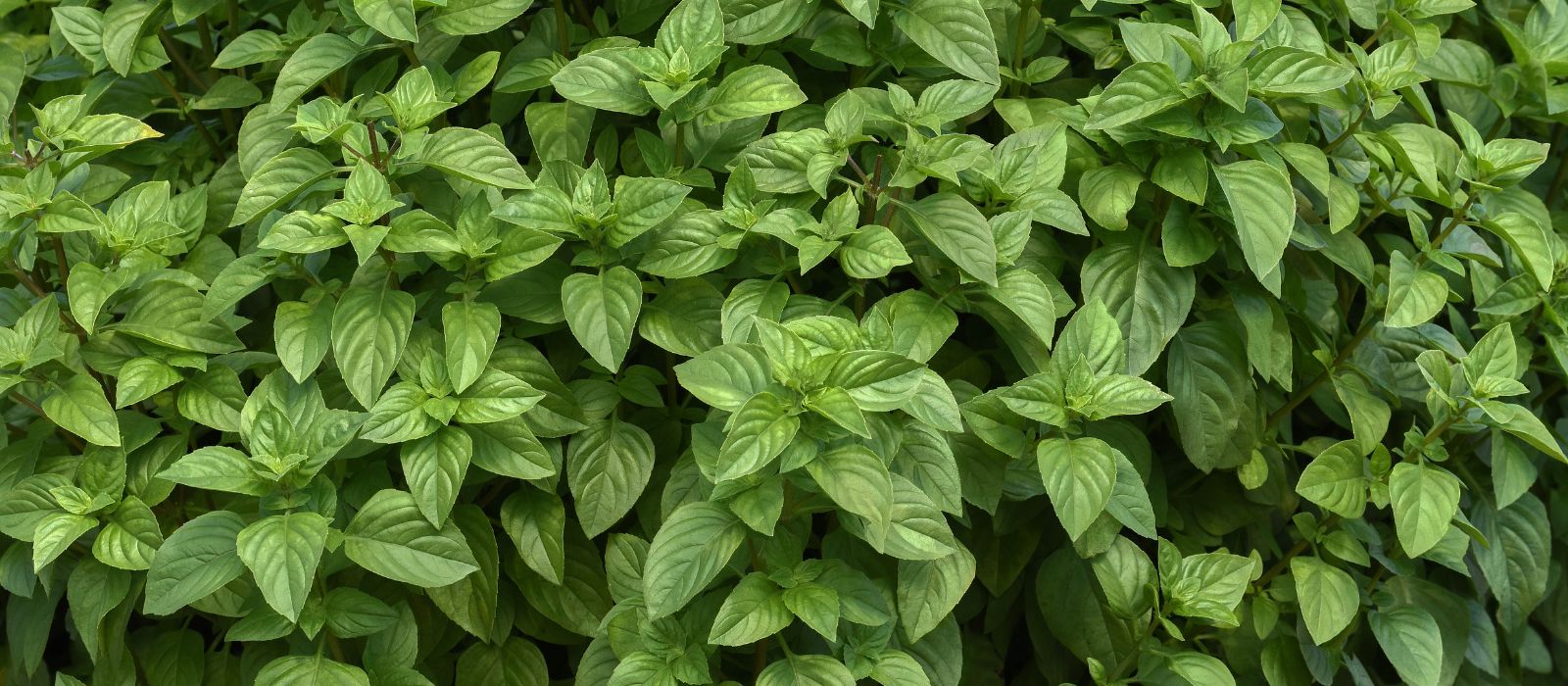 Basil Lemon Burst